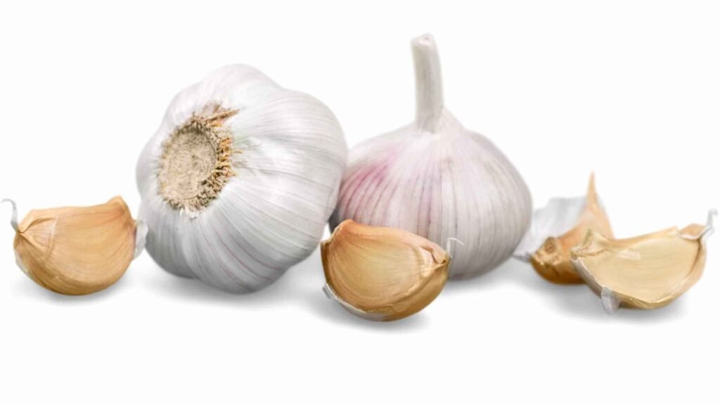 garlic